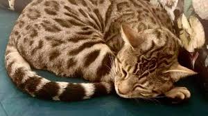 How much does a bengal cat cost? Melbourne Coronavirus Terminally Ill Mans Best Mate Stolen As Pet Theft Spikes In Lockdown