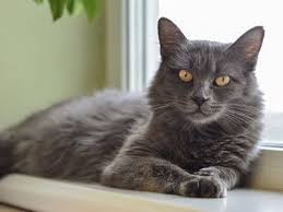 As of may 1, 1997, the nebelung was. Nebelung Cat Breed Info Nutrition Grooming Adopting Pet On Bed