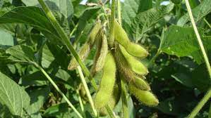 Cultura de soia: Înființarea și îngrijirea ei - BASF Agricultural Solutions România