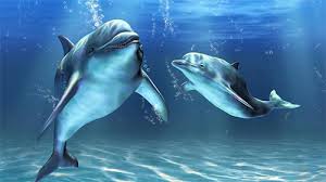 dolphins 3d by mosoyo live wallpaper