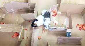 Image result for how to make a guinea pig agility course