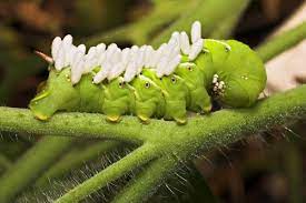 Tomato Hornworms