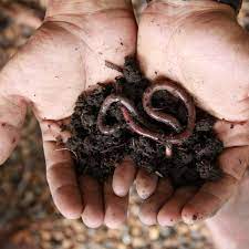 how to attract worms to your garden