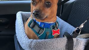 For centuries, dating even as far back as the times of nomadic hunters, people have interacted with dogs. Top 10 Best Dog Car Seats Autoguide Com