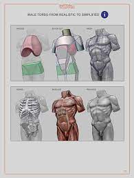 Anatomy for sculptors