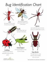 Image Result For Parts Of An Insect Insects Insects