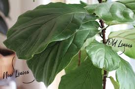 fertilize your fiddle leaf fig