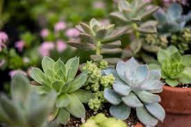 10 dog safe plants for your home and