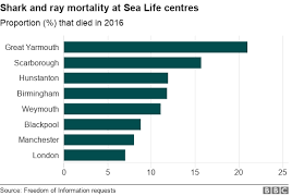 Sea Life Centre Sees A Third Of Animals Die In A Year Bbc News