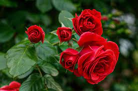 red rose garden images browse 946 681
