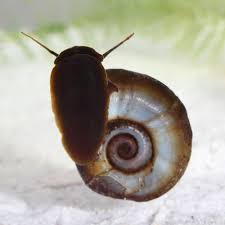 Egg clutches, ramshorn snails & reproductions. Ramshorn Snail Guide Care Feeding Breeding Requirements