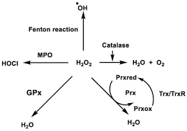 Hydrogen Peroxide Formation