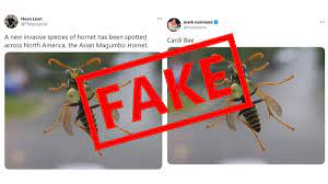 Busty Bee Busted! Viral Pic of Asian Magumbo Hornet, Big-Boob Insect  Invading North America is Fake, Here's The Truth | 🔎 LatestLY