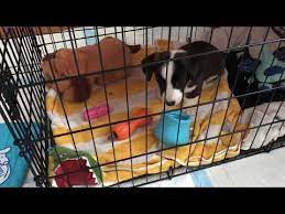 puppy chewing bedding in crate off 79