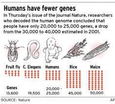 scientists downsize the human genome