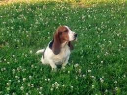 We are located in virginia, in the blue ridge mts. Basset Hound Puppies For Sale In Powhatan Virginia Classified Americanlisted Com