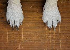 how to protect hardwood floors from dog