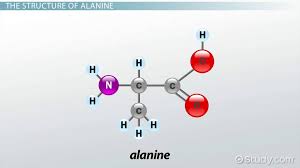 Image result for Alanine carbon structure