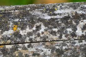 remove mold from wood an informative guide