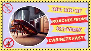 roaches in kitchen cabinets