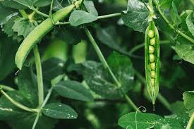 pea plant tips to plant grow and care