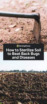 How To Sterilize Soil To Beat Back Bugs