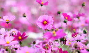 cosmos beautiful pink flowers full hd