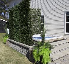 It makes a tough privacy screen or windscreen that is salt tolerant and grows best in full sun. Privacy Screens Plants Decor Crown Spas Pools