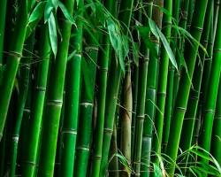 Bambu resmi