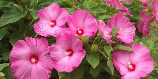 Its include leaf flower, base flower hexagon, and center. Hardy Hibiscus Better Homes Gardens
