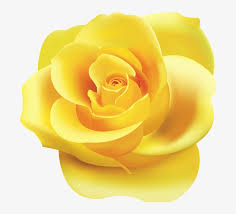 png roses yellow rose clipart png