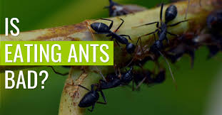 is eating ants bad pest resources