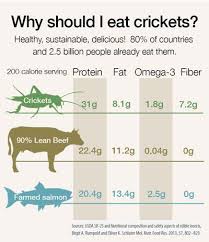 Edible Insect Nutrition Information