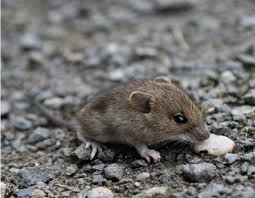 Holen sie sich tierische hilfe gegen unerwünschten mäuse und rattenbesuch! Feldmause Bekampfen Welche Mittel Sind Erlaubt Was Ist Verboten Agrarheute Com