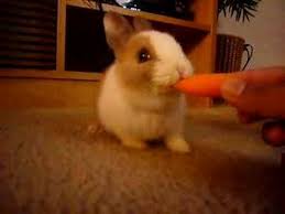 Image result for cute bunny pics