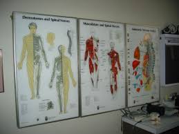Used Visual Odyssey Neuropatholator Wall Chart Chiropractic Tools For Sale Dotmed Listing 1227788