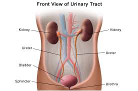Anatomy Of The Urinary System Johns Hopkins Medicine