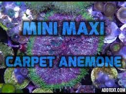 mini maxi carpet anemone care you