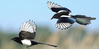 teach a magpie how to fly