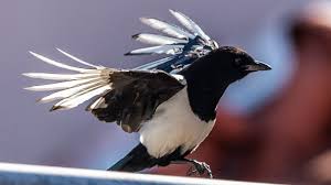 maligned magpie