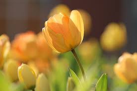 Čudoviti rumeni tulipani