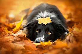 Image result for dogs in autumn