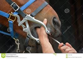 Equine Dentist At Work Stock Photo Image Of Fear Equipment