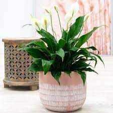 Indoor Plants Our Top Picks With Pots