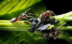 comment vivent les fourmis quelle