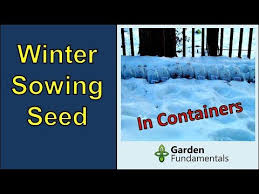 winter sowing seeds in containers for