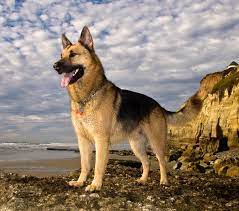 Companion Dog For German Shepherd gambar png