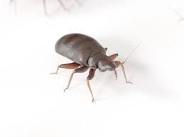 Do Bed Bugs Live On Wood Floors Bed