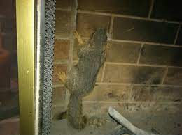 Is A Squirrel Stuck In Your Fireplace