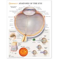 Anatomy Of The Eye Chart Poster Laminated
